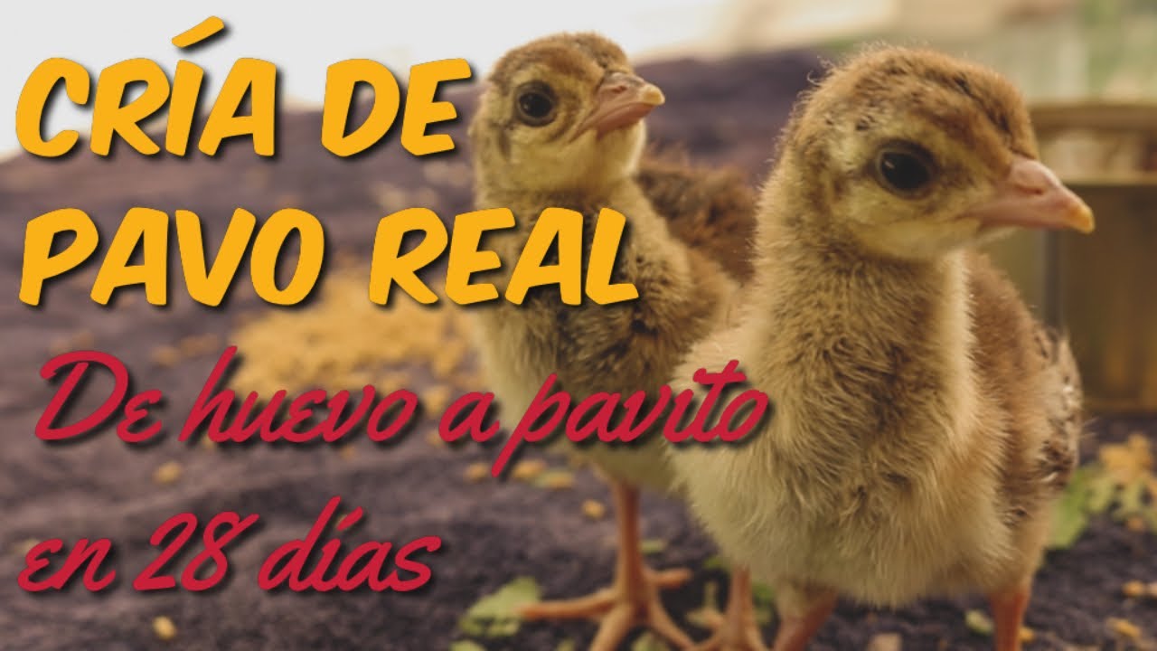 Guía para Comprar Productos de Cuidado de Mascotas en Palma de Mallorca